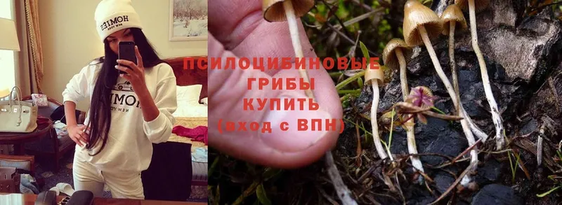 Псилоцибиновые грибы Magic Shrooms  купить наркоту  Нефтегорск 